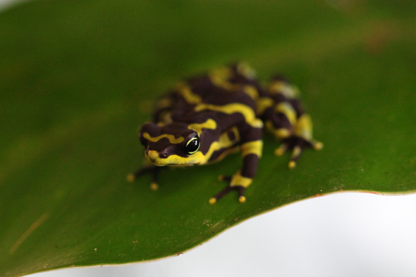 Atelopus limosus