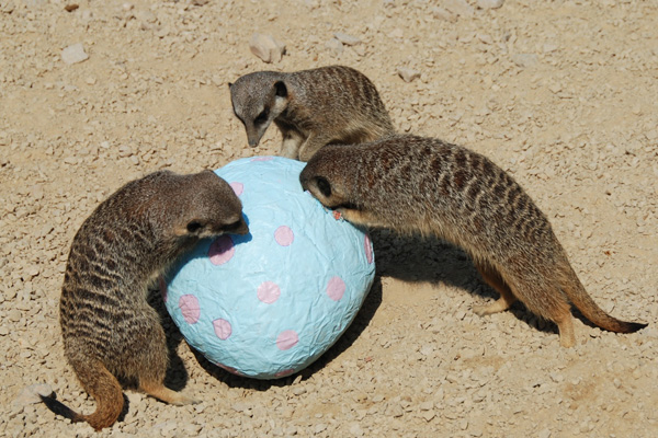 Meerkats opening easter eggs
