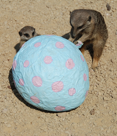 Meerkats opening a giant easter egg