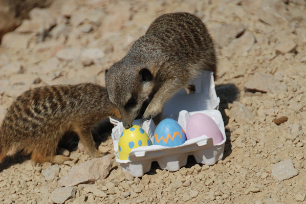 Meerkats opening easter eggs