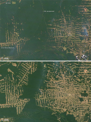 Deforestation In Brazil. deforestation in Brazil#39;s