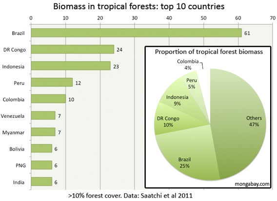 Different types of forests essay