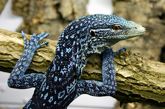 Varanus macraei © Lutz Obelgonner