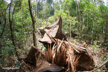 西卡曼丹Gunung Palung 國家公園內遭到盜伐的樹木。圖片節錄自： Rhett Butler / Mongabay報導。