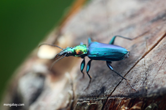 Escarabajo azul de Nueva Guinea