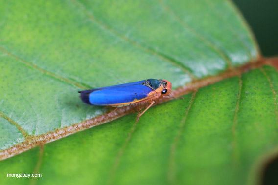 Saltahojas azul cerca de Peñaloza en la región del Chocó-Darién, Colombia. 
