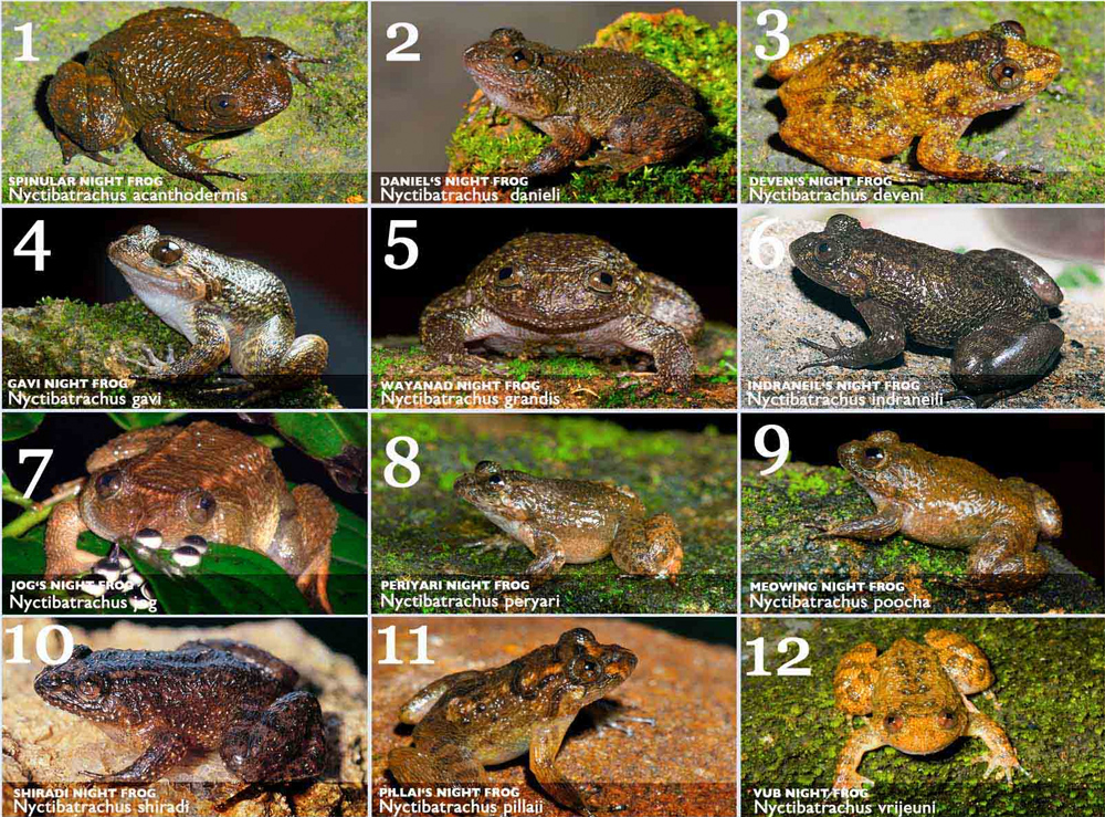 India: Scientists discover several new miniature night frogs