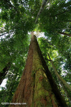Giant rainforest tree in Sumatra