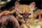 First-ever footage of one of the world's rarest cats