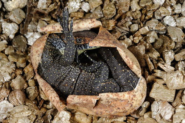 baby Mertens’ water monitor hatching from its egg