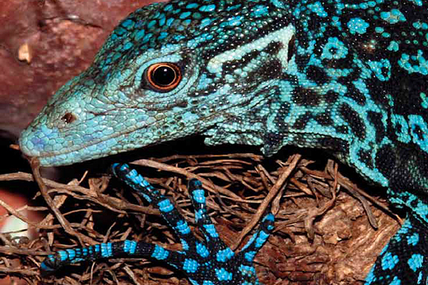 Blue monitor lizard