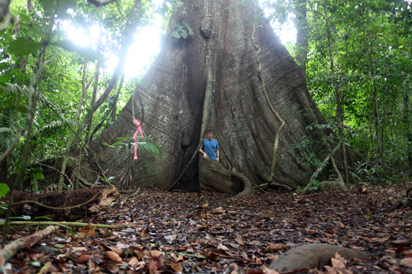 rhett butler in front of a kapok tree in panama