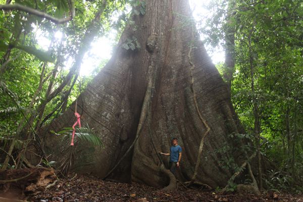 a giant tree