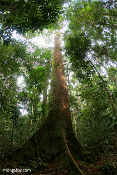 Dipterocarp in Borneo