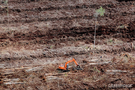 Active clearance of peat swamp forest by APP pulpwood supplier PT Mutiara Sabuk Khatulistiwa
