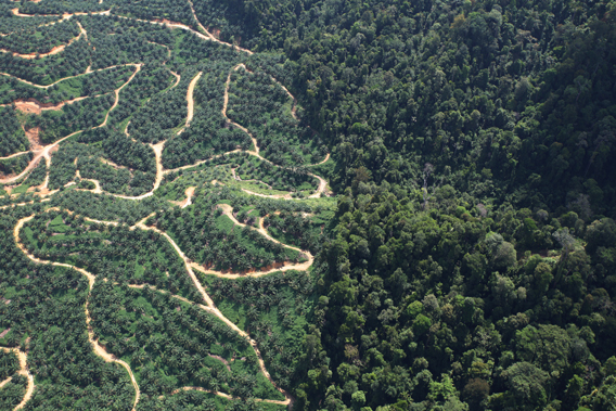 An oil palm plantation next to natural forest in Borneo. Photo by Rhett A. Butler.