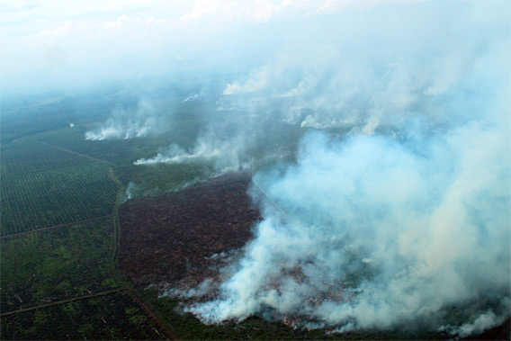 Fires in Tripa. Courtesy of the Sumatran Orangutan Conservation Programme