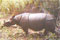 The rarest rhino's last stand
