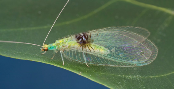 0809lacewing.jpg