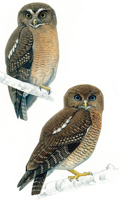 0818owls.jpg