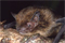 Island bat goes extinct after Australian officials hesitate