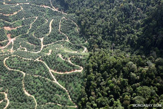 Oil palm plantation adjacent to native rainforest.