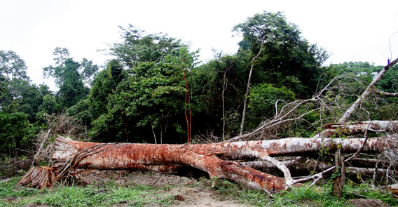 Logging in Gabon, Central Africa. Photo by Rhett A. Butler.