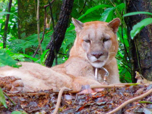 a puma