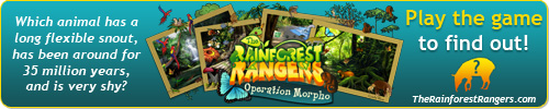 Rainforest Rangers game - therainforestrangers.com