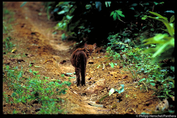  One of the first handheld photos of a living, wild African golden cat. Gabon, 2003. Photo by: Philipp Henschel/Panthera.