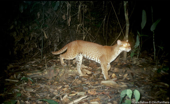 Full body photo of an African golden cat – Gabon. Photo by: Laila Bahaa-el-din/Panthera.