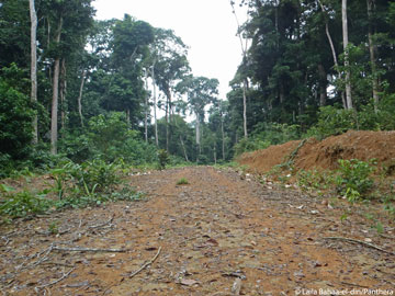 Caminos de tala abren paso a áreas que serían inasequibles de otra forma. Foto por: Laila Bahaa-el-din/Panthera.   