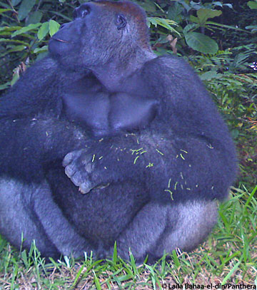 Un gorila de espalda plateada sentado frente a la cámara trampa. Foto por: Laila Bahaa-el-din/Panthera. 