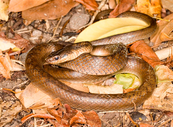 World's rarest snake: Saint Lucia racer. Photo by: G. Guida.