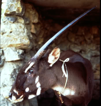  This female saola named 'Martha' was captured in 1996 in Laos by local villagers, and transferred to a nearby menagerie, but survived only a few weeks.  Copyright 1996 by William Robichaud/WCS 