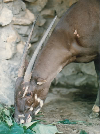  Female saola in brief captivity.  Copyright 1996 by William Robichaud.   