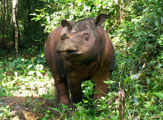 Father-to-be Andalas. Photo by: International Rhino Foundation.