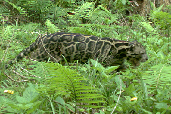 Close-up of Sunda clouded leopard. Photo by: Sabah Wildlife Department.