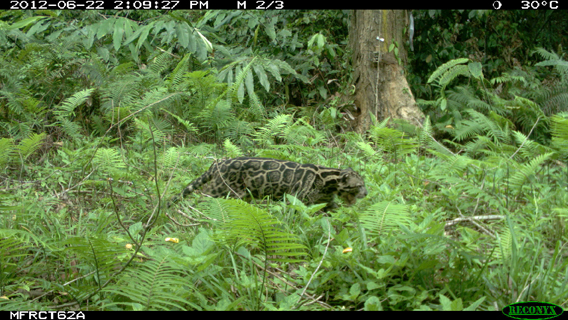 A Sunda clouded leopard caught on camera trap. The Sunda clouded leopard was only recently declared a distinct species from its mainland Asian relative. See close-up below. Photo by: Sabah Wildlife Department.