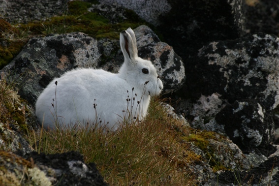 antarctic hare