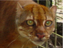 Borneo Bay Cat