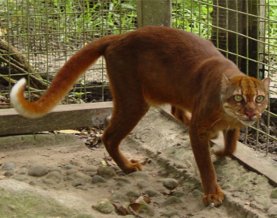 Captive bay cat. Photo by: Jim Sanderson. This article erroneously referred