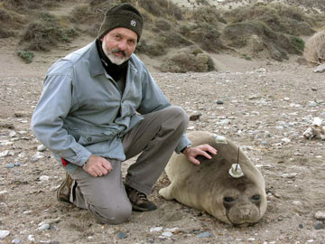 Claudio Campagna and a juvenile elephant seal with a satellite tag. Photo by: V. Zavattieri.