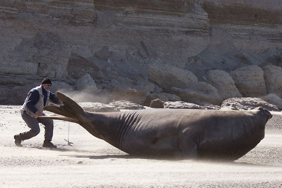 Claudio Campagna tagging a massive elephant seal. Photo by: Jim Large.