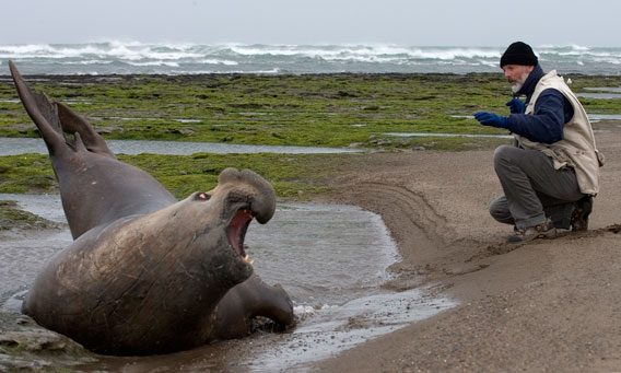 Claudio Campagna tagging elephant seal. Photo by: Jim Large.