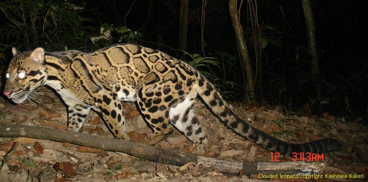 food web of the clouded leopard