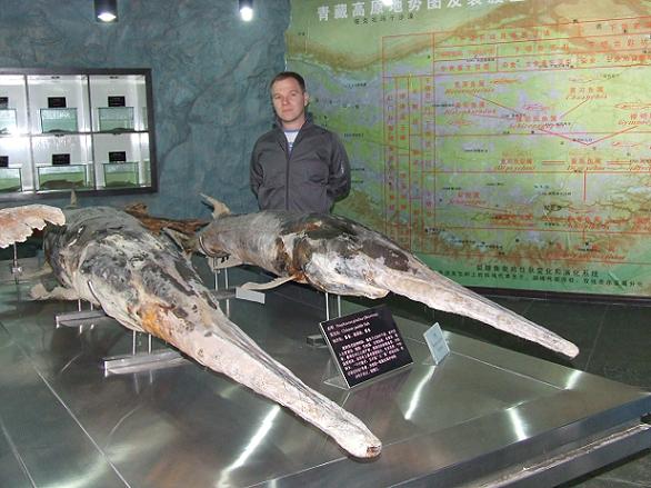 Pictures Of Chinese Paddlefish - Free Chinese Paddlefish pictures 