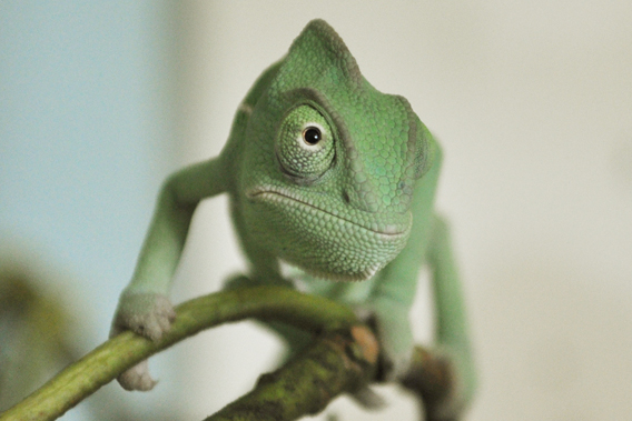 Baby Yemen chameleon. Photo courtesy of ZSL Whipsnade Zoo.