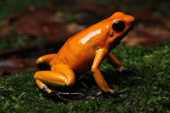 Golden poison frog. Photo by: © ProAves.