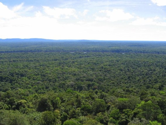 guyanese forest